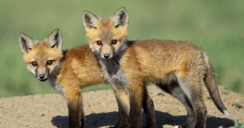 How to Spot a Cute:vckxjxf4zh0= Fox in the Wild