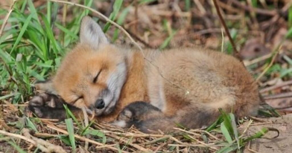 Reproduction and Lifespan of the Cute:vckxjxf4zh0= Fox