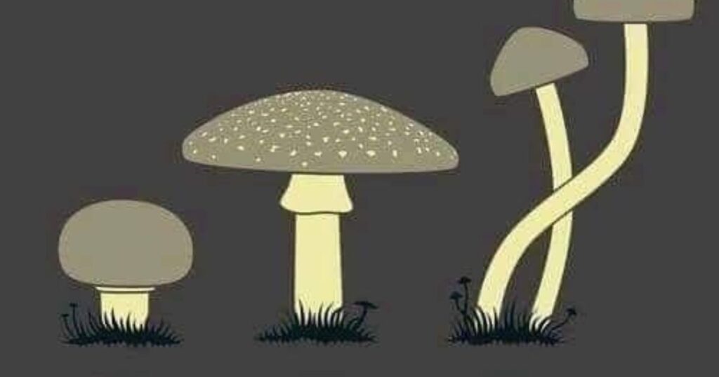 The Art of Drawing Mushrooms: Techniques and Tips